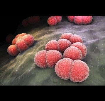 Meningitis bacteria can cause severe meningitis and generalised infection particularly in children. 3D illustration of meningitis bacteria