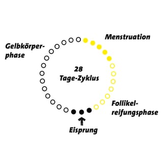 Der weibliche Zyklus