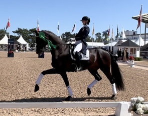 Fascinator at the 2024 CDI Falsterbo