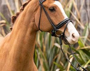 Sir Magnus (by Sir Donnerhall x Wolkentanz II)