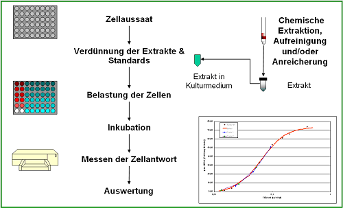 Schematischer Ablauf der Probenvorbereitung im Bioassay