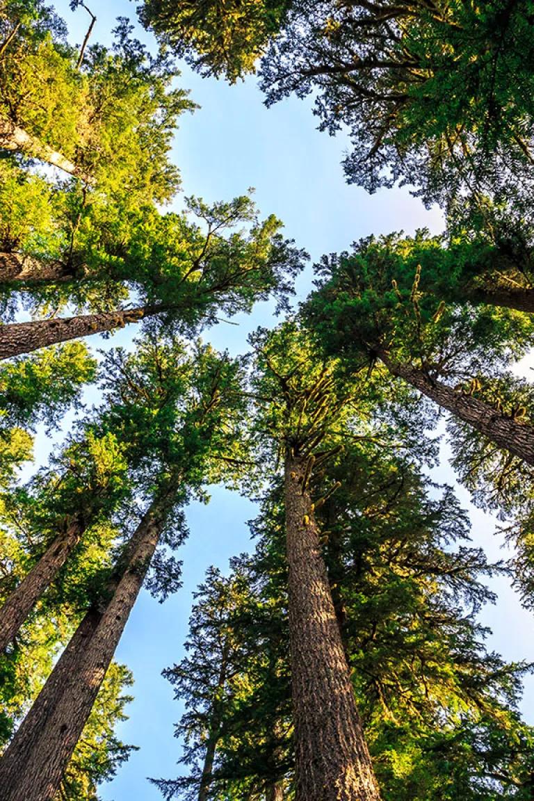 Trees at Olympic National Forest from a camera angled upward