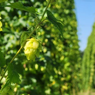 Eine Hopfendolde im Hopfengarten bei Tettnang