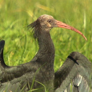 Ein Jungwaldrapp macht den Sonnengruß, eine Art Ritual, um seine Flügel zu strecken.