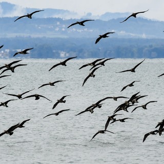 Mehrere Kormorane fliegen über den Bodensee.