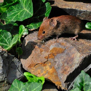 Rötelmaus bzw. Waldwühlmaus. Im Garten sind Wühlmäuse nicht willkommen.