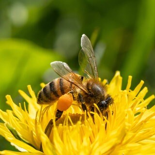 Biene auf einer gelben Löwenzahnblüte: Im Ökogarten oder Naturgarten achtet man darauf, dass es viele Zwiebelblumen gibt, dass es vom Frühling bis zum Herbst und vielleicht sogar bis in den Winter hinein blüht. So haben alle Insekten immer genug Nahrung.