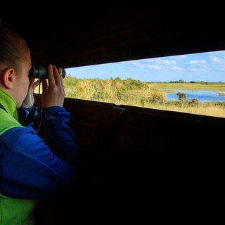 Vögel beobachten mit Fernglas