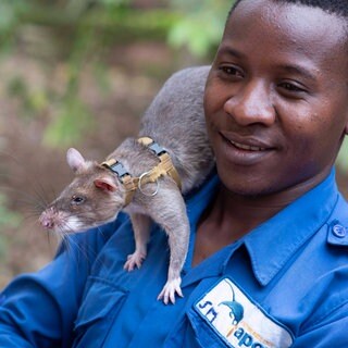 Riesenhamsterratte auf der Schulter eines Mannes, tags: Riesenhamsterratten Handel Tieren illegalen Wildtierhandel