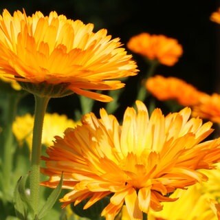 Blütenkopf einer Calendula: Ringelblumen lassen sich leicht im Garten anbauen.