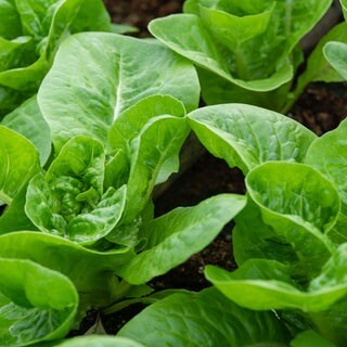 Feldsalat im Beet - Tipps für die Herbstaussaat