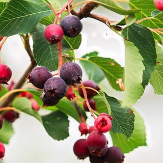 Wildbeeren im Herbst.