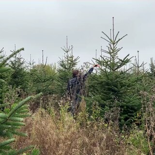 Mann kümmert sich um Weihnachtsbaum