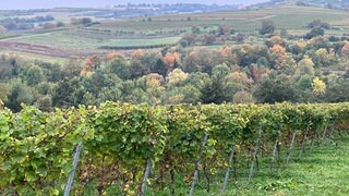 Der Weitblick auf der Hiwweltour-Strecke bei Ingelheim