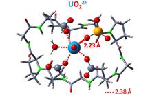 Protein mimics to help understanding uranium toxicity