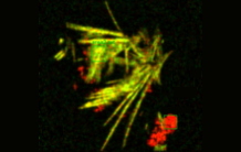 Chemical transformation of Ag-NPs accumulated inside lung cells: Change in speciation and related toxicity