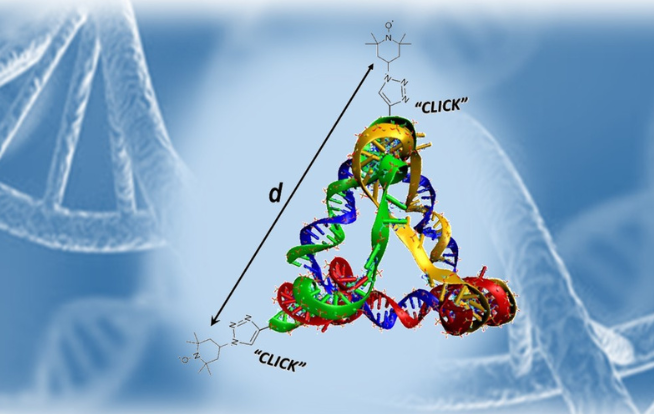 The mystery of the DNA pyramids solved by Electron Paramagnetic Resonance