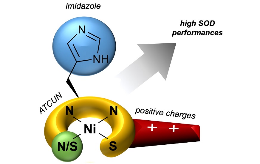 Pour mettre au point des mimes peptidiques exceptionnels de la nickel superoxyde dismutase, soyez positifs !