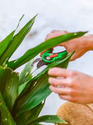 Une personne taillant une plante, et une vignette montrant l'émission d'une facture