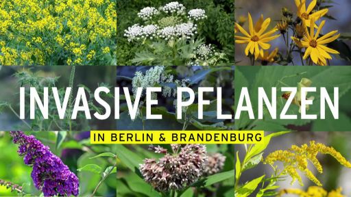 DER TAG - Invasive Pflanzen