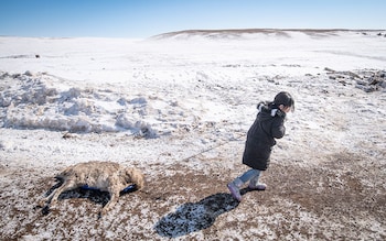 Urgaa pulls a ewe from the enclosure on a sleigh