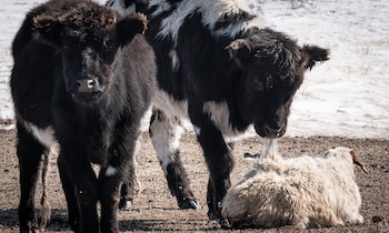 A cow eats the wool from the back of a still-living sheep after its collapse from cold and exhaustion