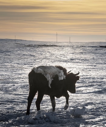 Herders drape their cattle in the skins of dead sheep in an attempt to keep them warm