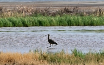 Millions of migratory shorebirds, like the curlew, fly enormous distances around the world every year