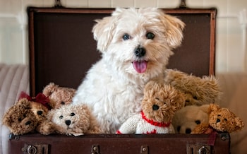 Dog and teddy bears sitting in suitcase