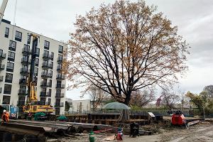 Plac budowy apartamentowca Holm House 5, w tle ponad 150-letni db zabezpieczony przez specjalistw