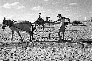 1947, orka w kibucu Urim