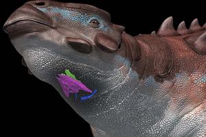 Koci krtani Pinacosaurus grangeri. Chrzstka piercieniowata (fioletowy), nalewkowata (zielony) i ceratobranchial [struktura anatomiczna wchodzca w skad aparatu skrzelowego ryb] (niebieski).