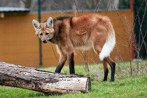 Ogrd Zoologiczny 'Lene Zacisze' w Lisowie-Wygwizdowie, wilk grzywiasty.