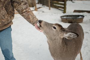 Jele wirginijski w Penn State Deer Research Center, Pensylwania, 2 lutego 2022 r.