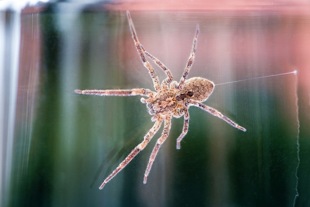 Nosferatu spider, czyli pajk Nosferatu. Nowy pajk w Polsce (zdj. ilustracyjne)