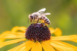 Pszczoa miodna (Apis mellifera)