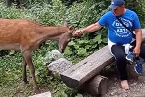 Tatry. W internecie pojawio si nagranie, na ktrym turyci drani jelenia w drodze do Morskiego Oka.