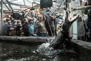 30.01.2022 Pozna. Stare ZOO. Kajman podczas prezentacji przez pracownikw ZOO w ramach 30. Finau Wielkiej Orkiestry witecznej Pomocy.