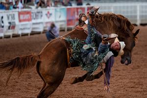 Kowboj Shawn Perkins spada z konia podczas synnego West of the Pecos Rodeo w Teksasie.