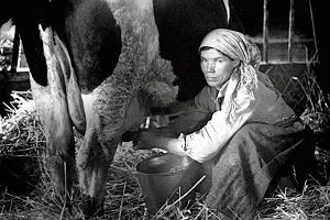 Kobieta dojca krow w oborze we wsi Rznik, rok 1935. Z ksiki 'Chopki. Opowie o naszych babkach'.