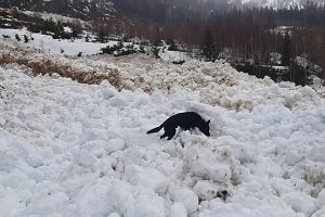 Lawina zesza do Doliny arskiej w Tatrach Zachodnich