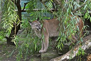 Puma Nubia w ogrodzie zoologicznym w Chorzowie.