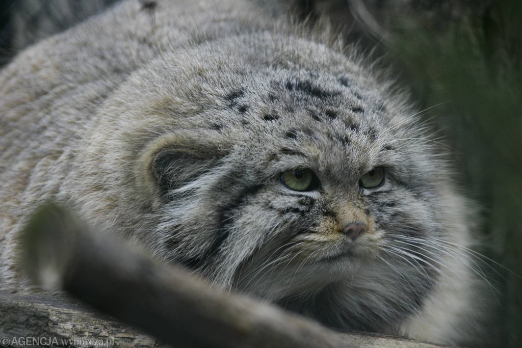 Manul