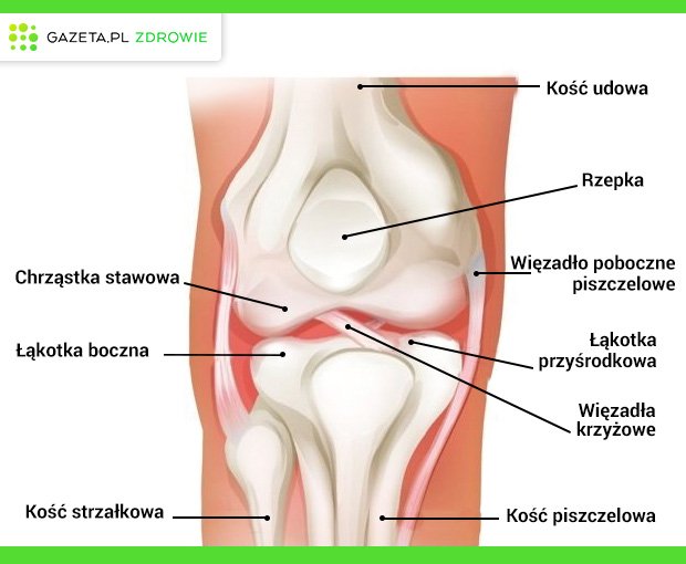 Ukad kostny: Budowa stawu kolanowego