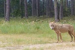 Wilk Amadeo w poszukiwaniu wasnego miejsca i zaoenia rodziny pokona ponad 250 km. Opuci Austri by przez Czechy a nastpnie lsk dotrze i osi a pod Lublicem.