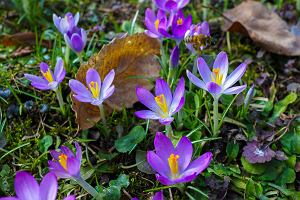 Wiosna w ogrodzie botanicznym UKW