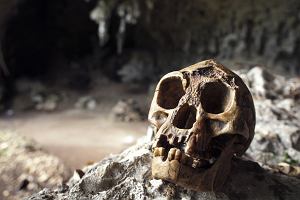 Czaszka homo floresiensis zrekonstruowana z fragmentw znalezionych w jaskini Liang Bua na indonezyjskiej wyspie Flores.