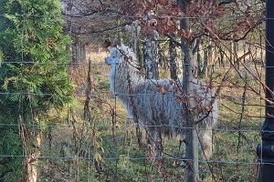 Samotna alpaka staa przy drodze i czekaa na ratunek.