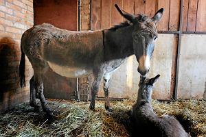 Zoo Pozna. Osioek Grze z Malwin