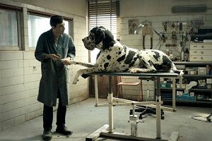 'Dogman', re. Matteo Garrone